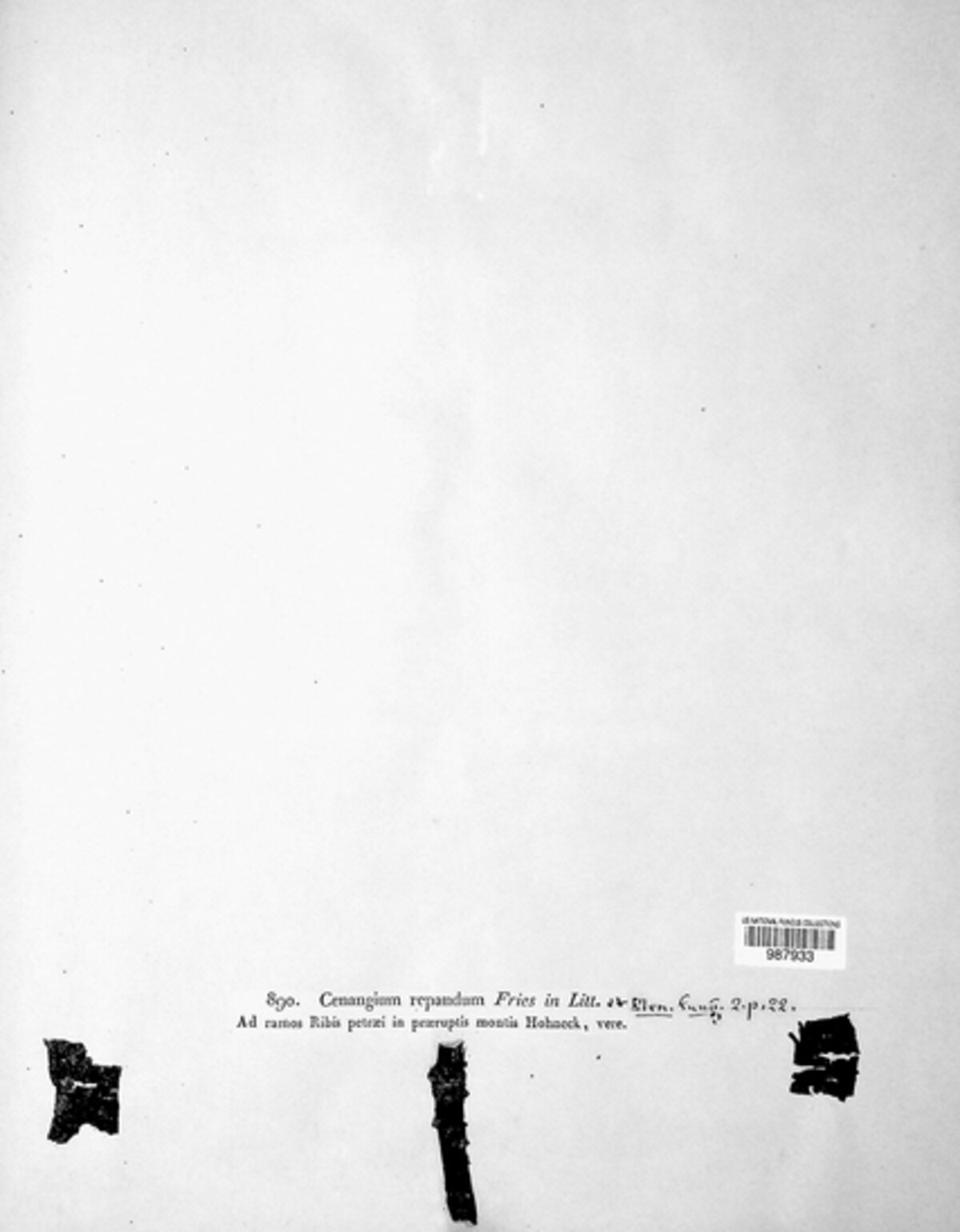 Scleroderris image